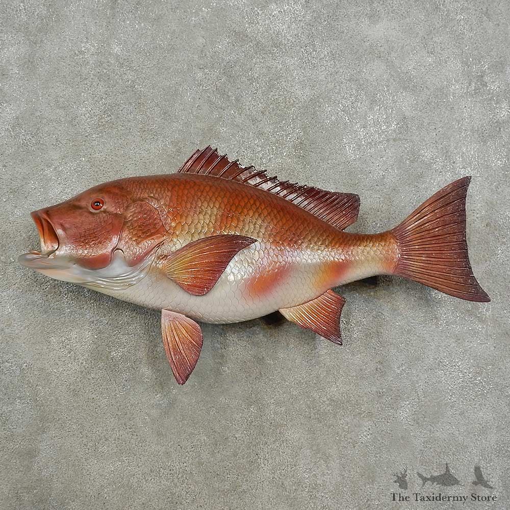 Reproduction Red Snapper Fish Mount For Sale #16935 @ The Taxidermy Store