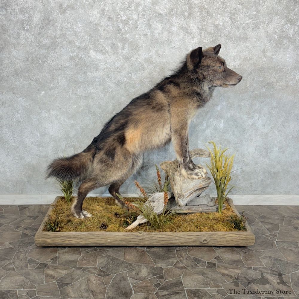 Alaskan Black Wolf Life-Size Mount For Sale #30142 @ The Taxidermy Store