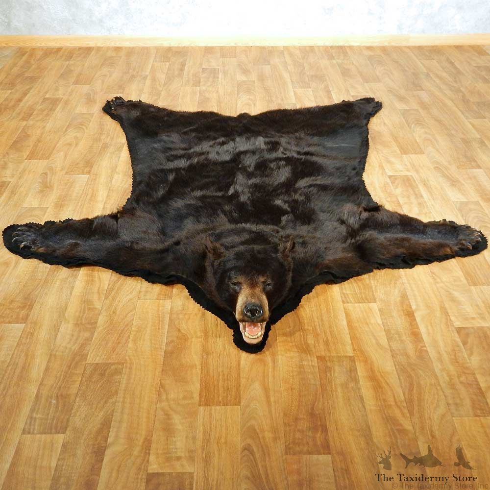 Black Bear Full-Size Taxidermy Rug #13381 For Sale @ The Taxidermy Store