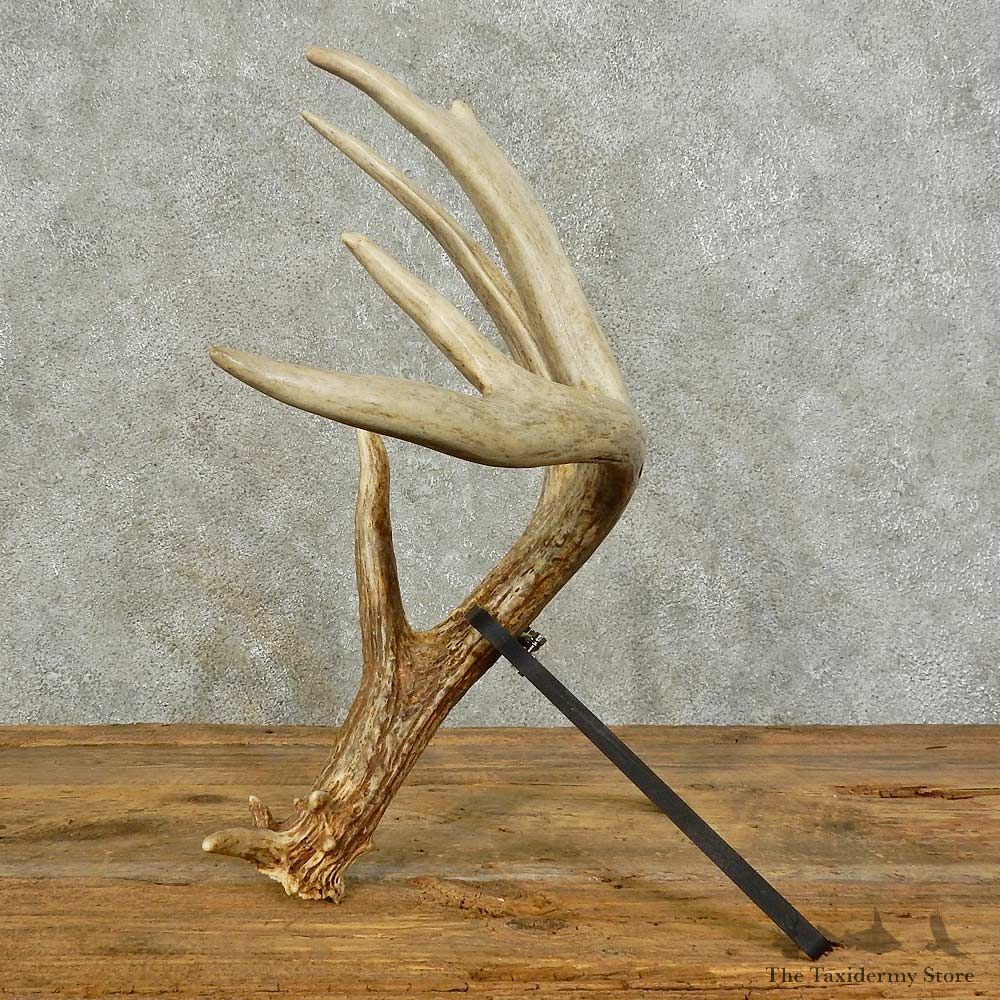 Whitetail Deer Antler Shed For Sale #16025 @ The Taxidermy Store