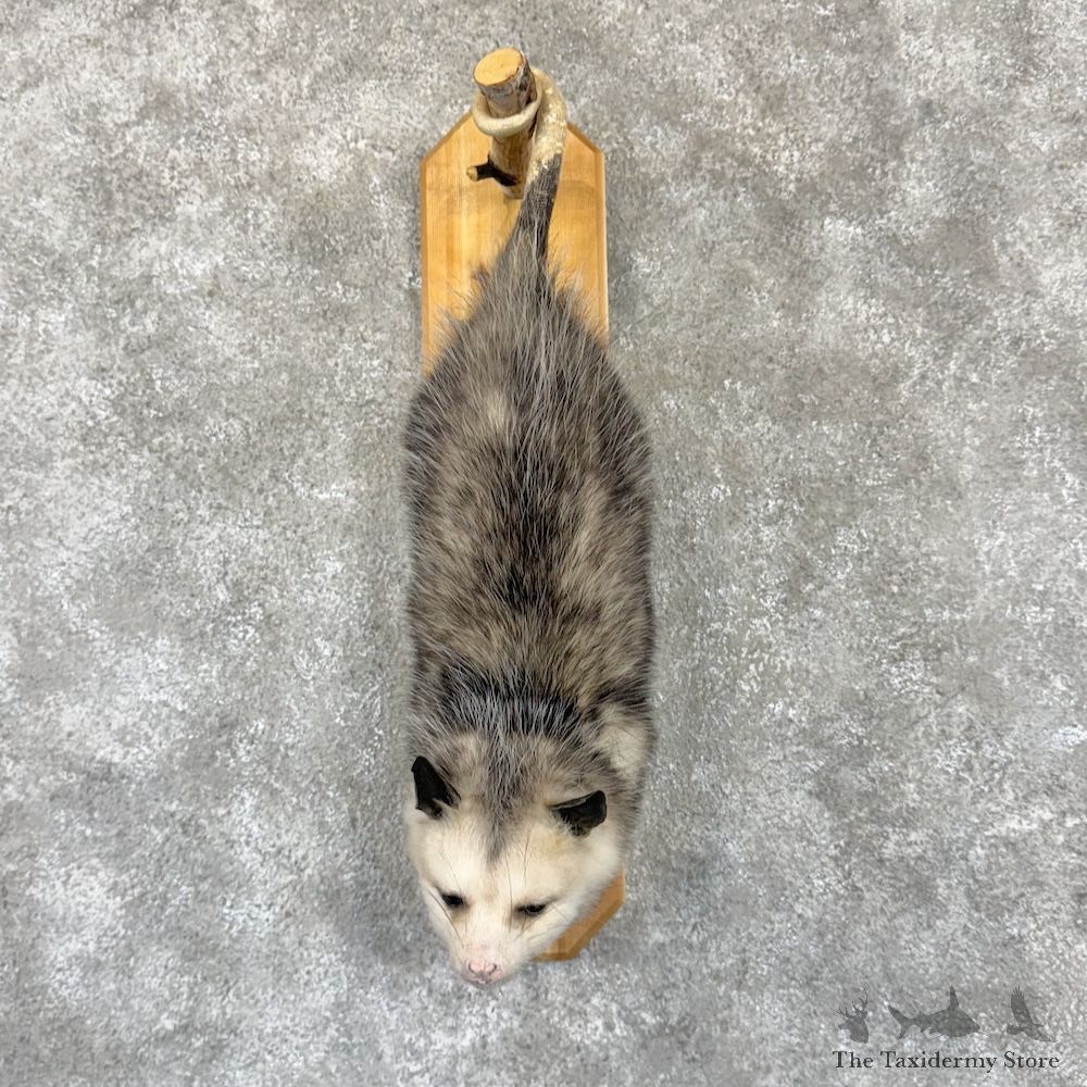 Wall Hanging Opossum Mount For Sale #29939 @ The Taxidermy Store
