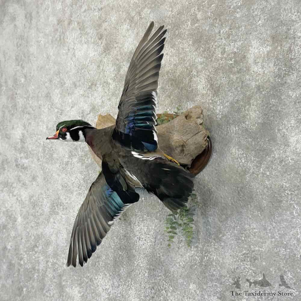 Wood Duck Bird Mount For Sale #30844 @ The Taxidermy Store