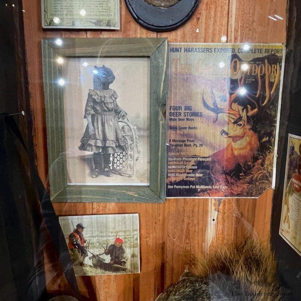Novelty Fox Squirrel For Sale #25447 @ The Taxidermy Store