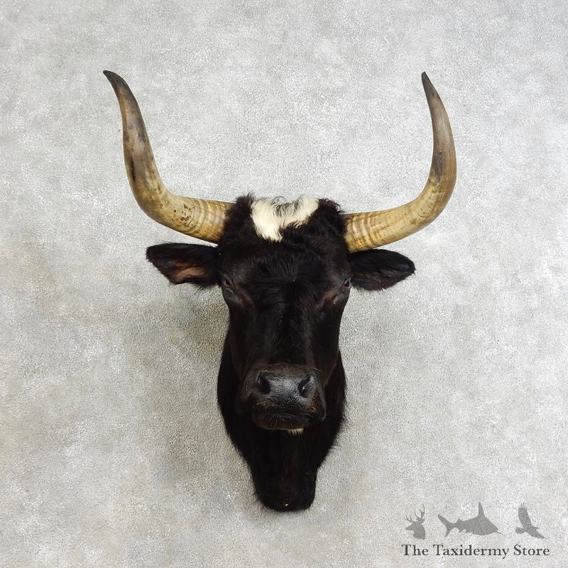 Spanish Fighting Bull Shoulder Mount For Sale #17240 @ The Taxidermy Store