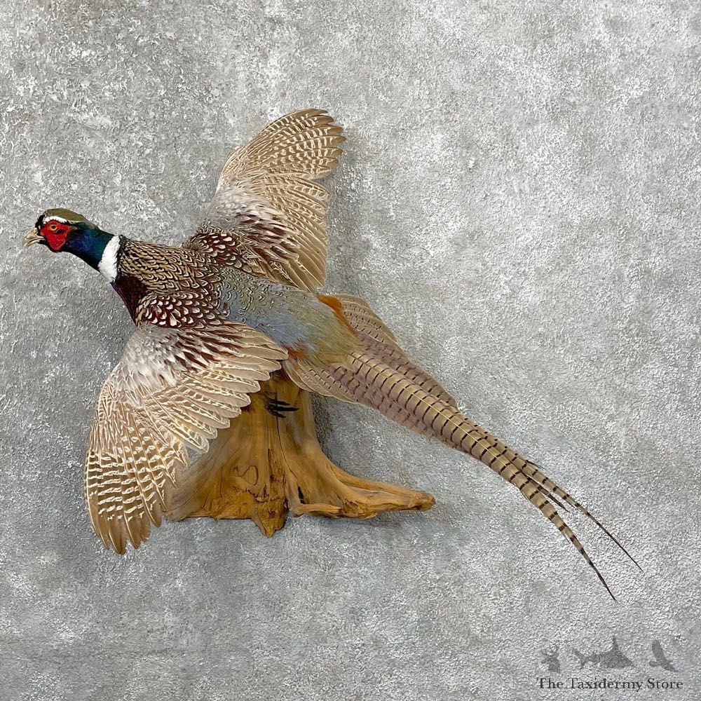 Ringneck Pheasant Bird Mount For Sale #24774 @ The Taxidermy Store