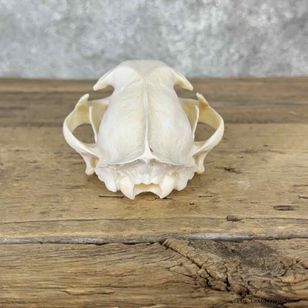 Bobcat Full Skull For Sale #32142 @ The Taxidermy Store