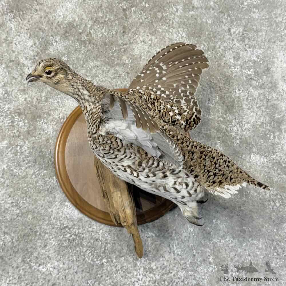 Sharp-tailed Grouse Bird Mount For Sale #31261 @ The Taxidermy Store