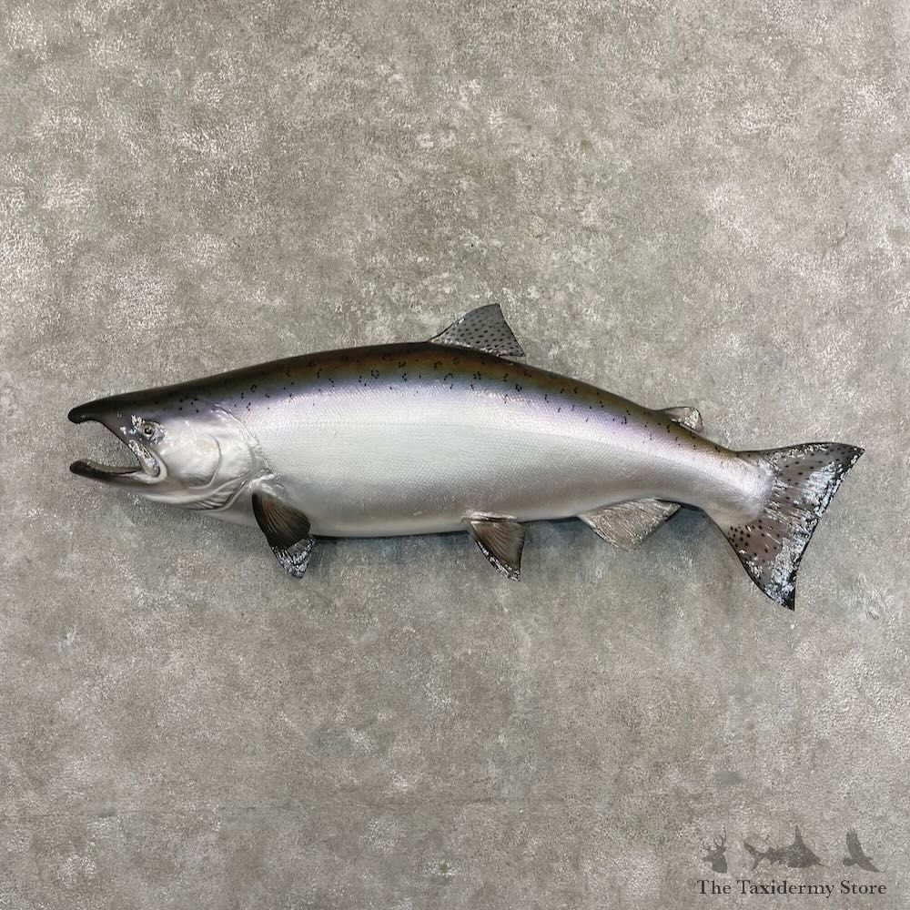 King Salmon Fish Mount For Sale #27690 @ The Taxidermy Store