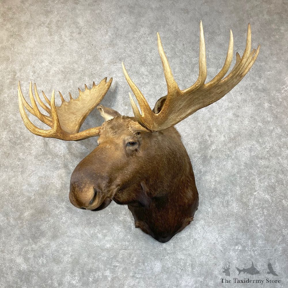 Alaskan Yukon Moose Shoulder Mount For Sale #24476 @ The Taxidermy Store