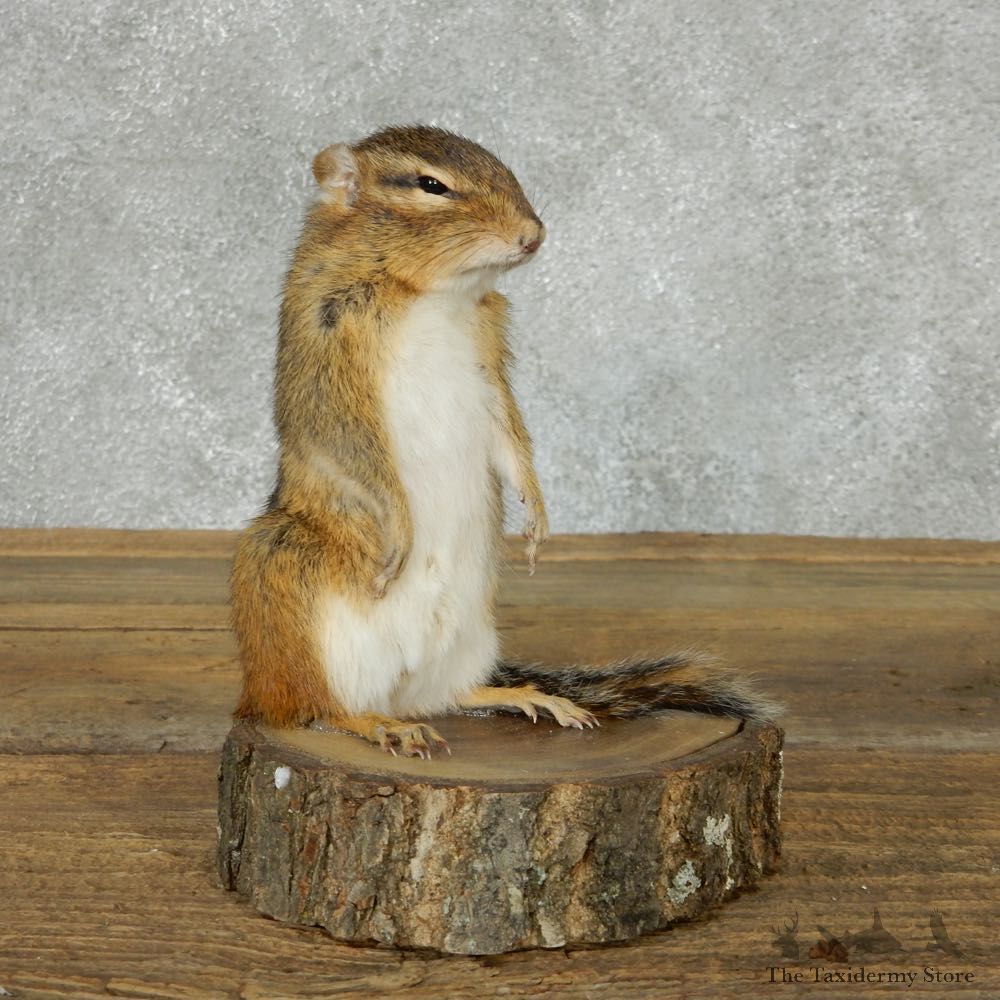 Standing Chipmunk Life Size Mount #13439 For Sale @ The Taxidermy Store