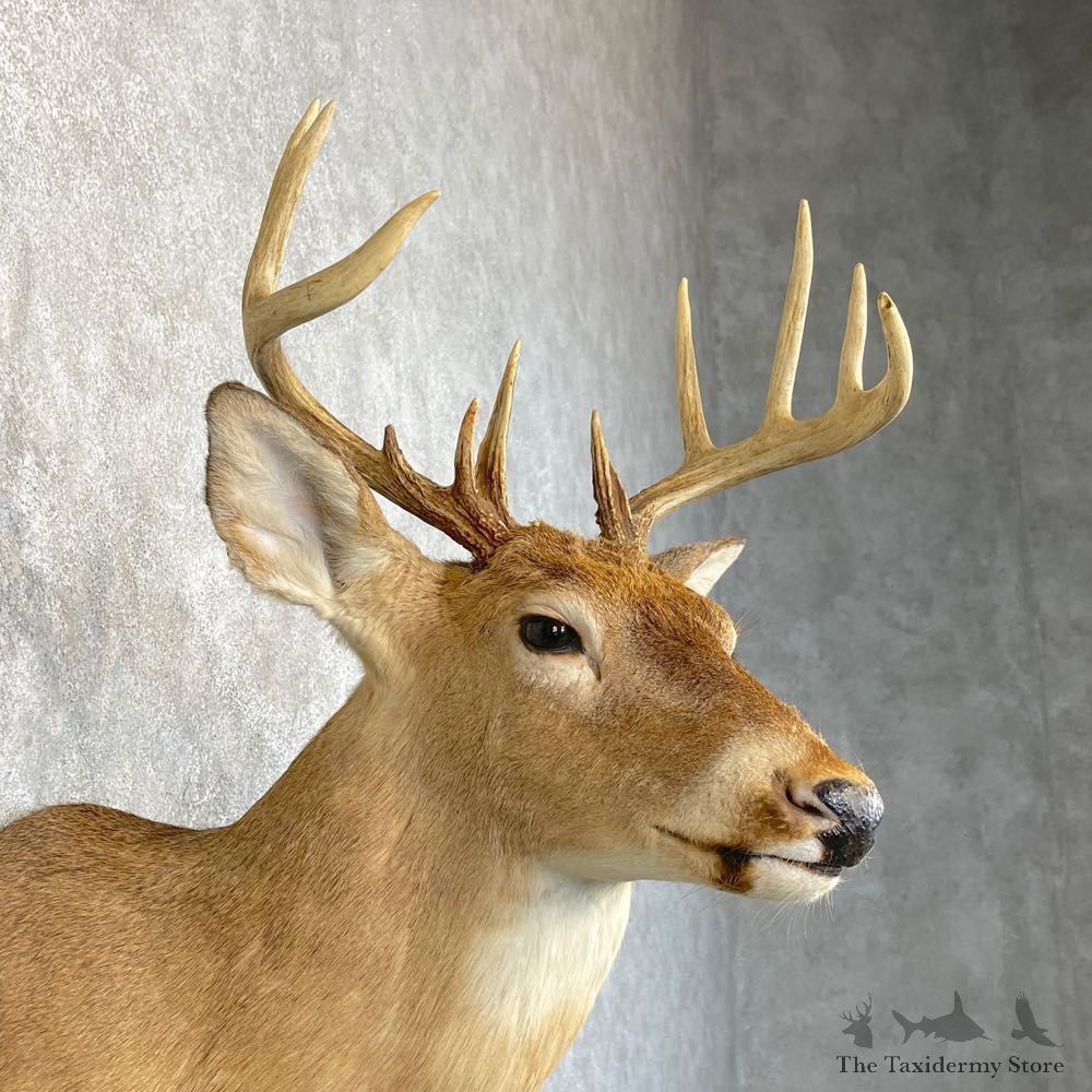 Whitetail Deer Taxidermy Shoulder Mount For Sale #24643 @ The Taxidermy Store