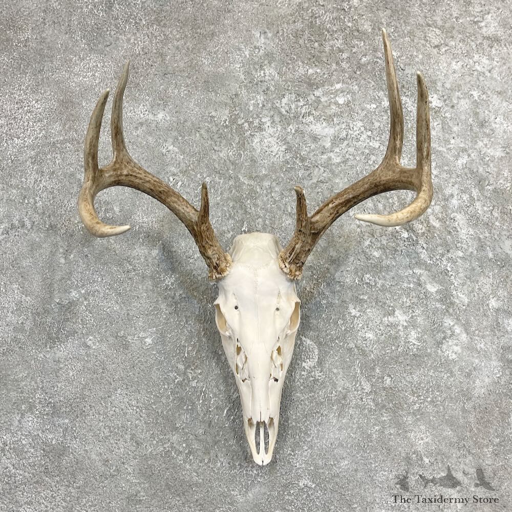 Whitetail Deer Skull European Mount For Sale #27400 @ The Taxidermy Store