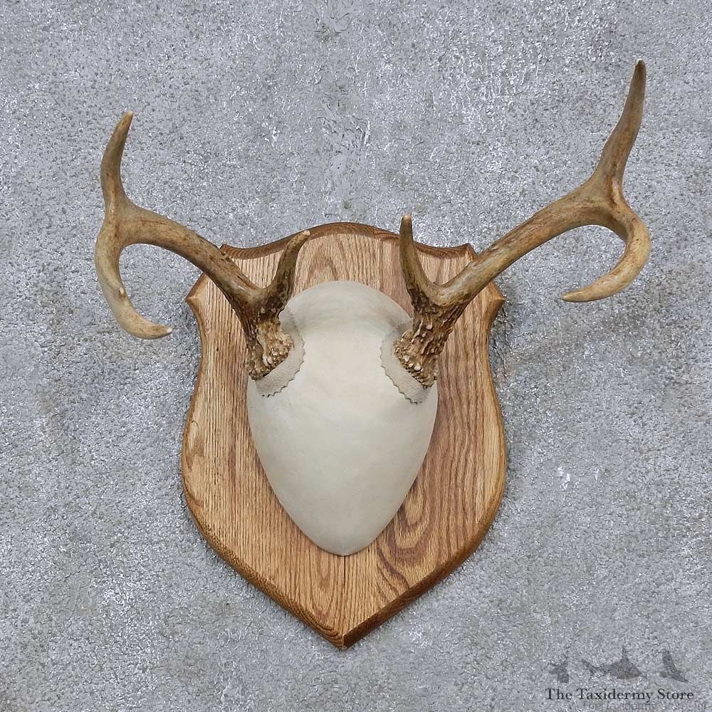 Whitetail Deer Antler Plaque Mount For Sale #15653 @ The Taxidermy Store
