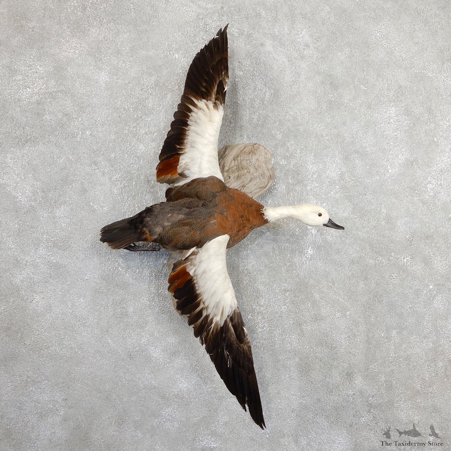 Paradise Shelduck Bird Mount For Sale #19650 @ The Taxidermy Store