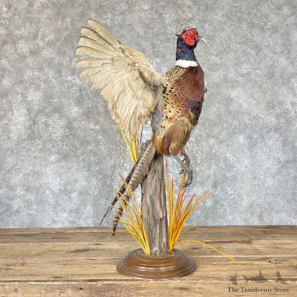 Ringneck Pheasant Bird Mount For Sale #26623 @ The Taxidermy Store