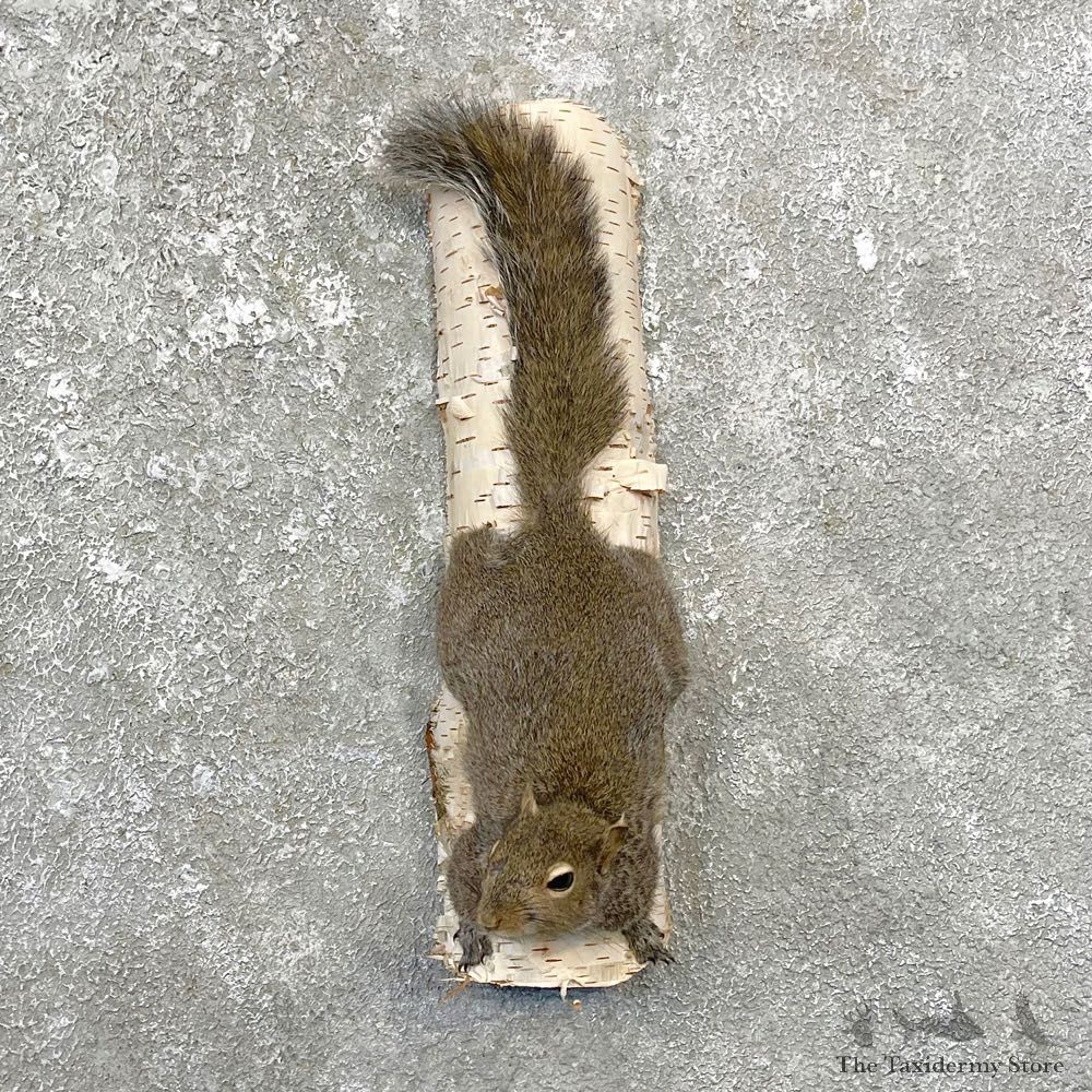 Grey Squirrel Life-Size Mount For Sale #25075 @ The Taxidermy Store