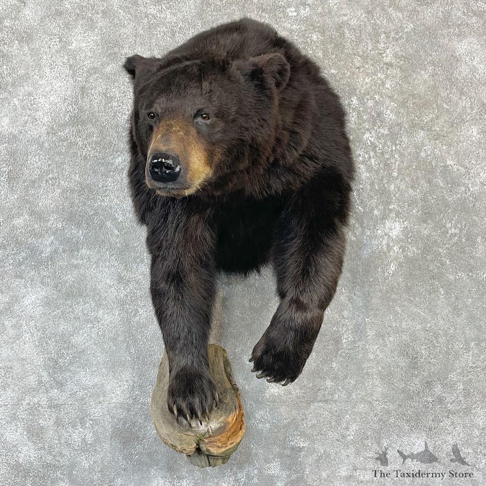 Black Bear Half-Life-Size Taxidermy Mount For Sale #26519 @ The Taxidermy Store