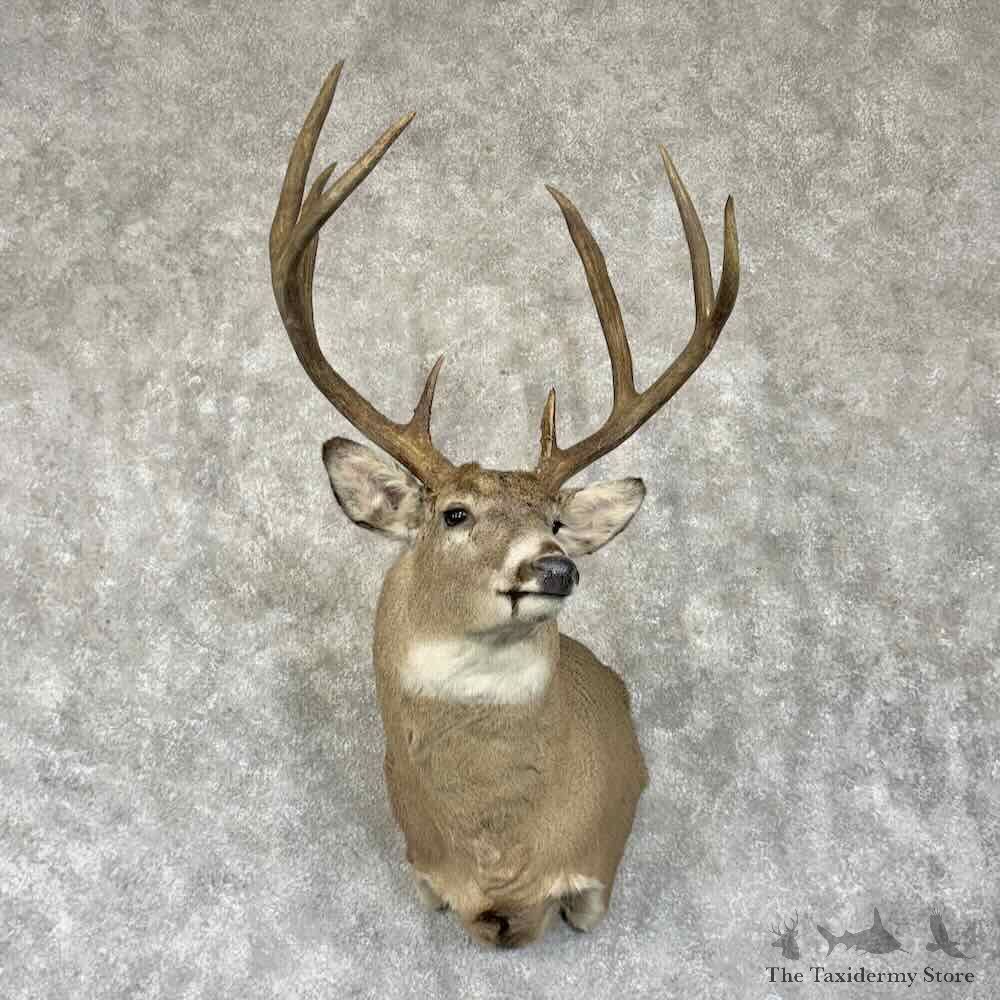 Whitetail Deer Shoulder Mount For Sale #30784 @ The Taxidermy Store
