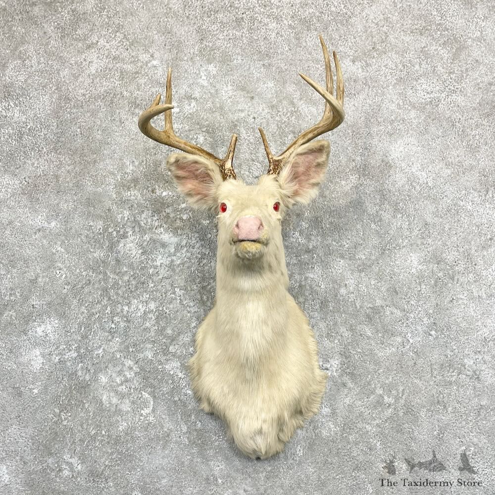 Albino Whitetail Deer Shoulder Mount For Sale #27839 @ The Taxidermy Store