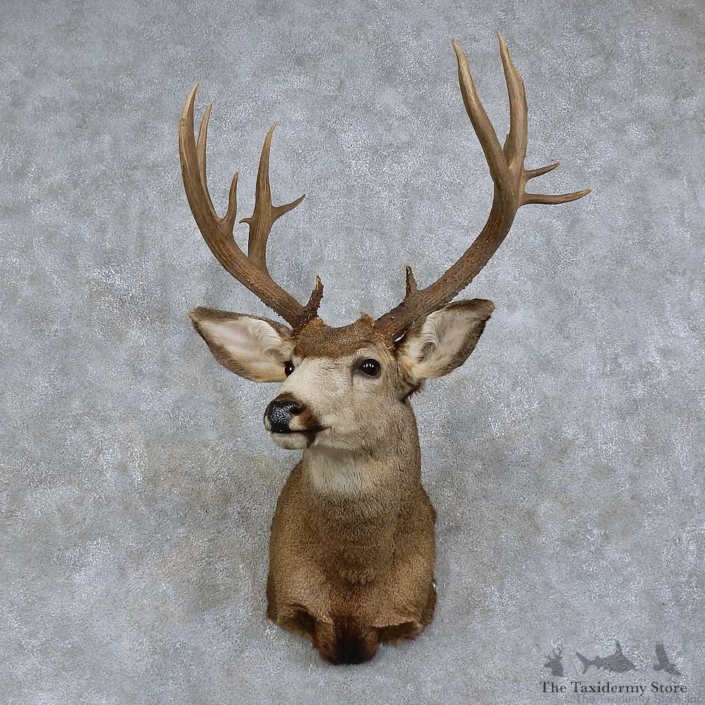 Mule Deer Shoulder Mount For Sale #15731 @ The Taxidermy Store