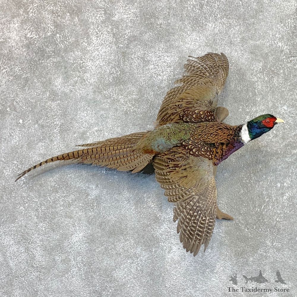 Ringneck Pheasant Bird Mount For Sale #22562 @ The Taxidermy Store