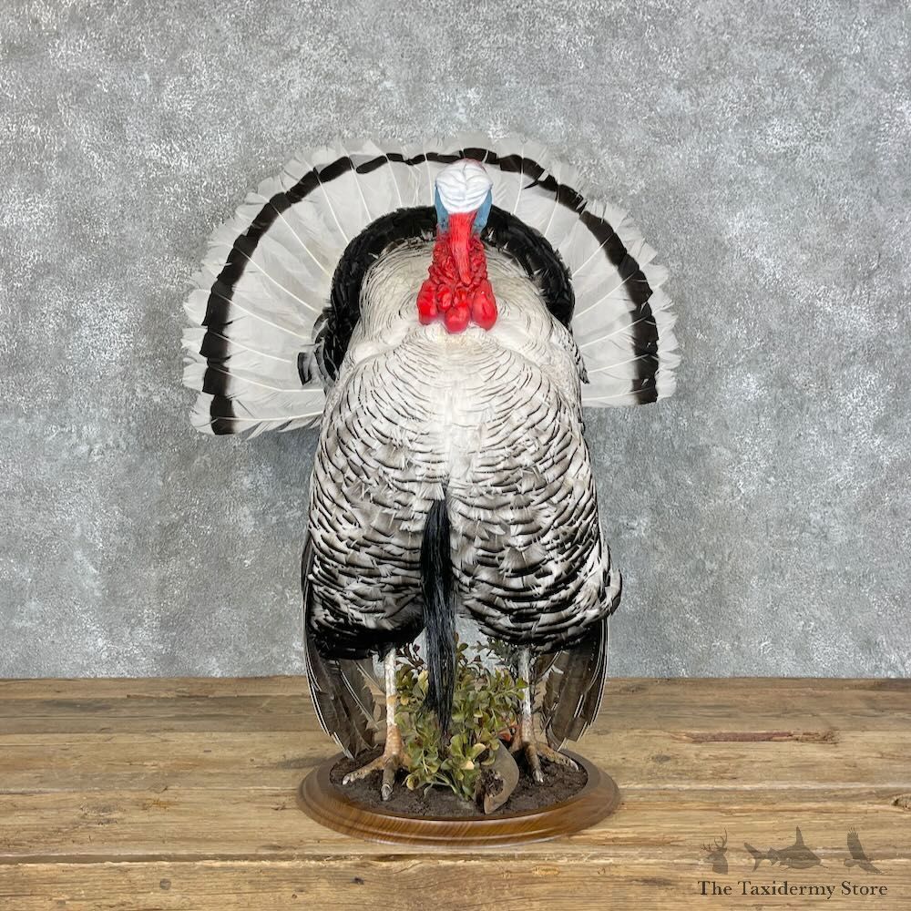 Royal Palm Turkey Bird Mount For Sale #27973 @ The Taxidermy Store