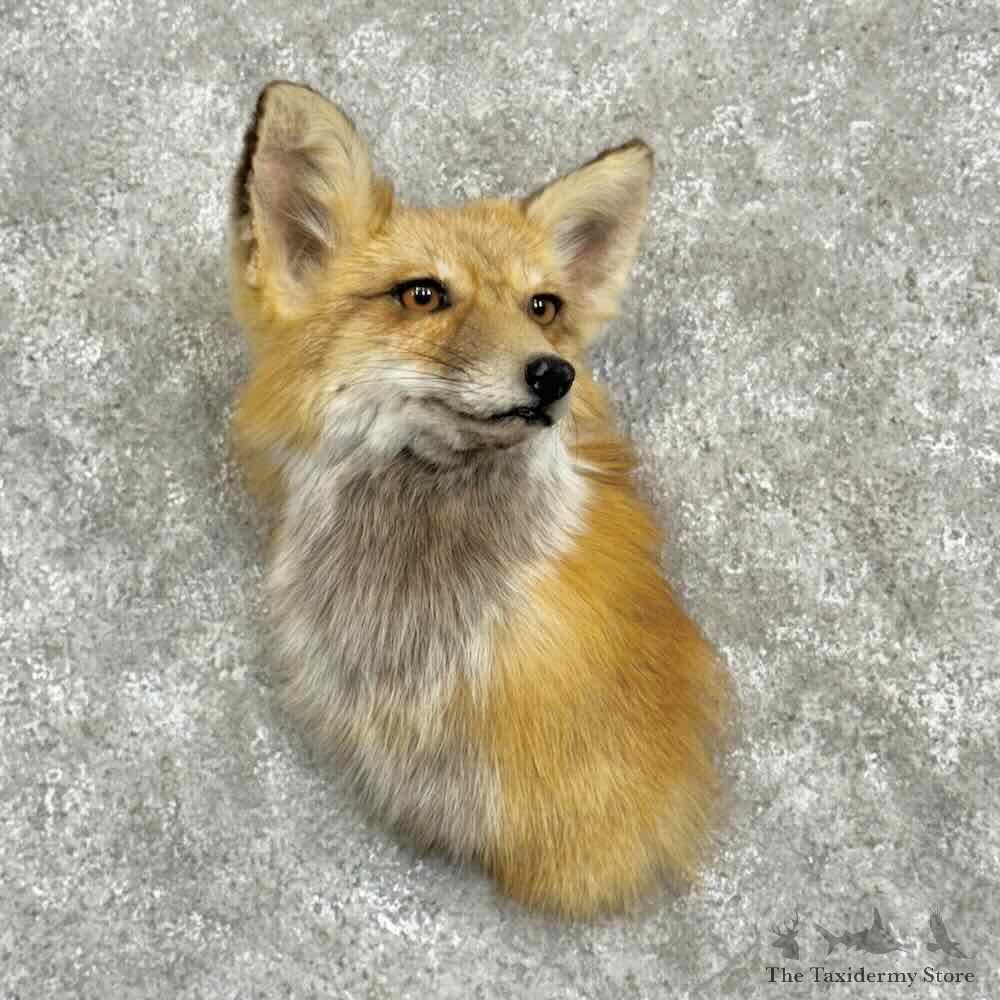 Red Fox Shoulder Mount For Sale #31069 @ The Taxidermy Store