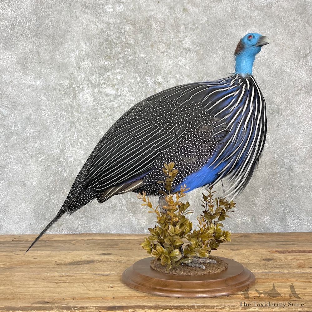 Vulturine Guineafowl Bird Mount For Sale #27208 @ The Taxidermy Store