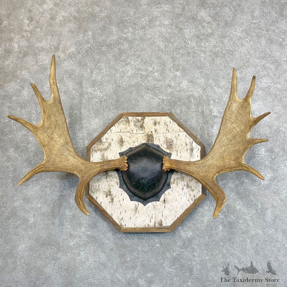 Moose Antler Plaque For Sale #24500 @ The Taxidermy Store