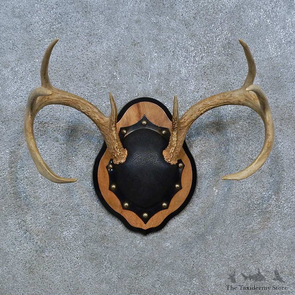 Whitetail Deer Antler Plaque Mount For Sale #15350 @ The Taxidermy Store
