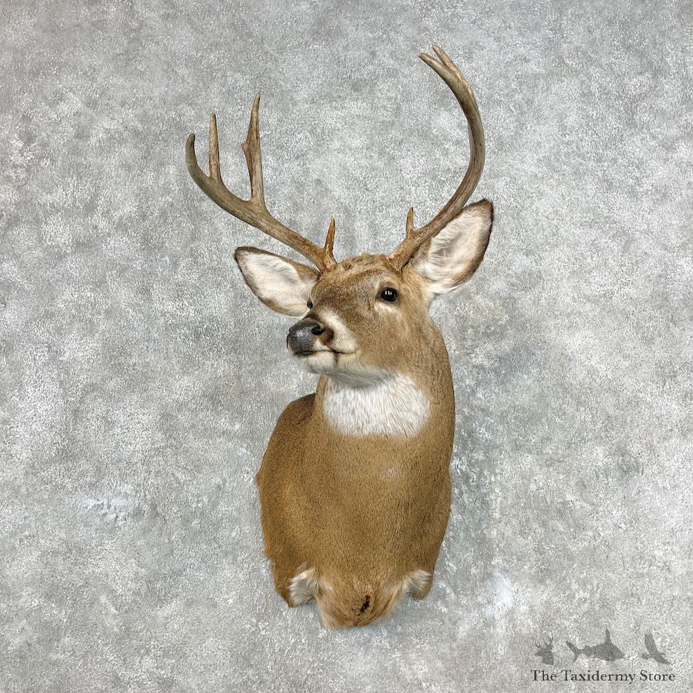 Whitetail Deer Shoulder Mount For Sale #26820 - The Taxidermy Store