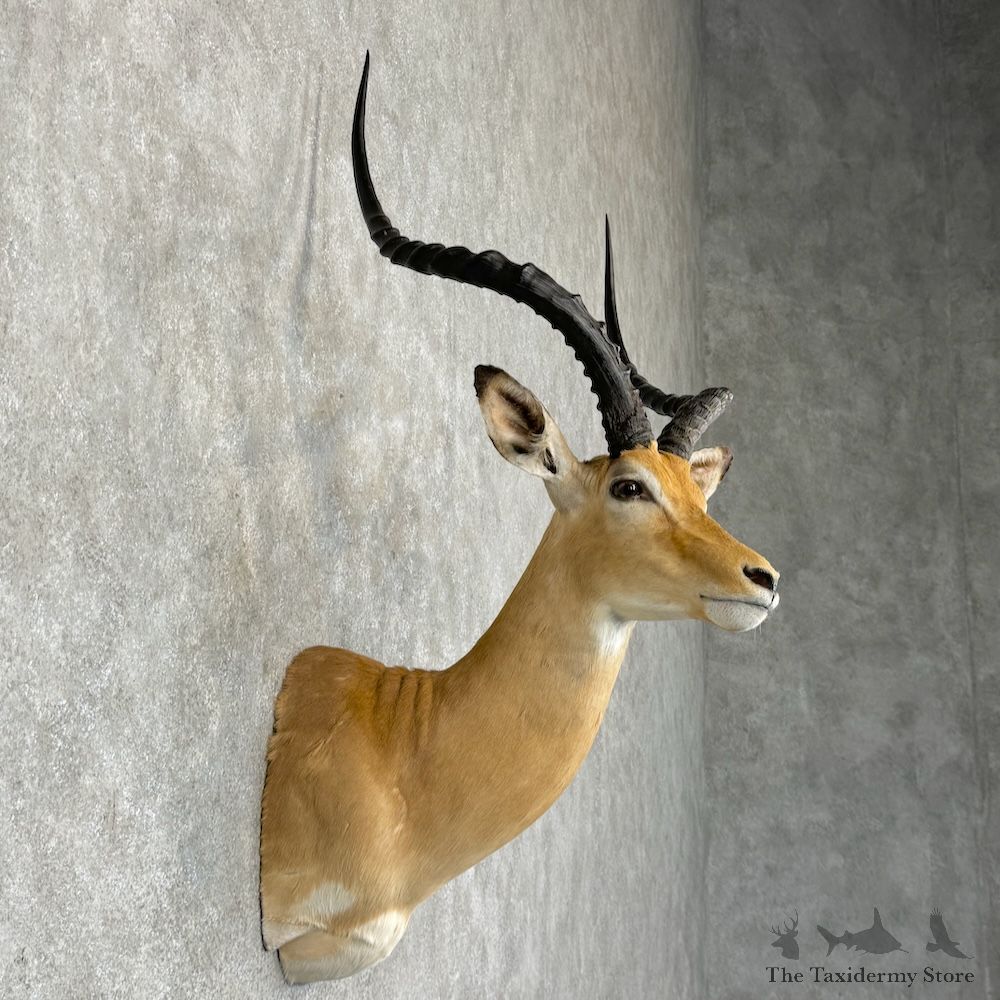 East African Impala Shoulder Mount For Sale #29454 @ The Taxidermy Store