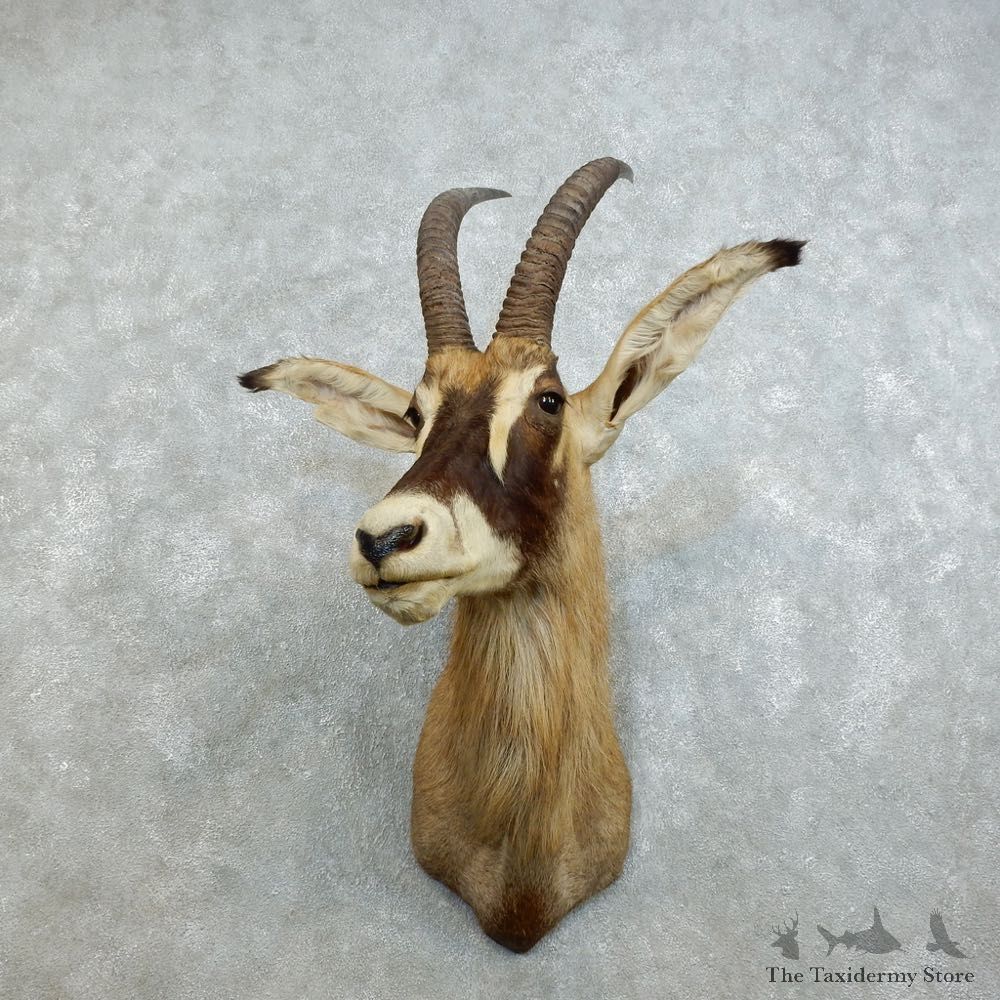 Roan Antelope Shoulder Mount For Sale #18531 @ The Taxidermy Store
