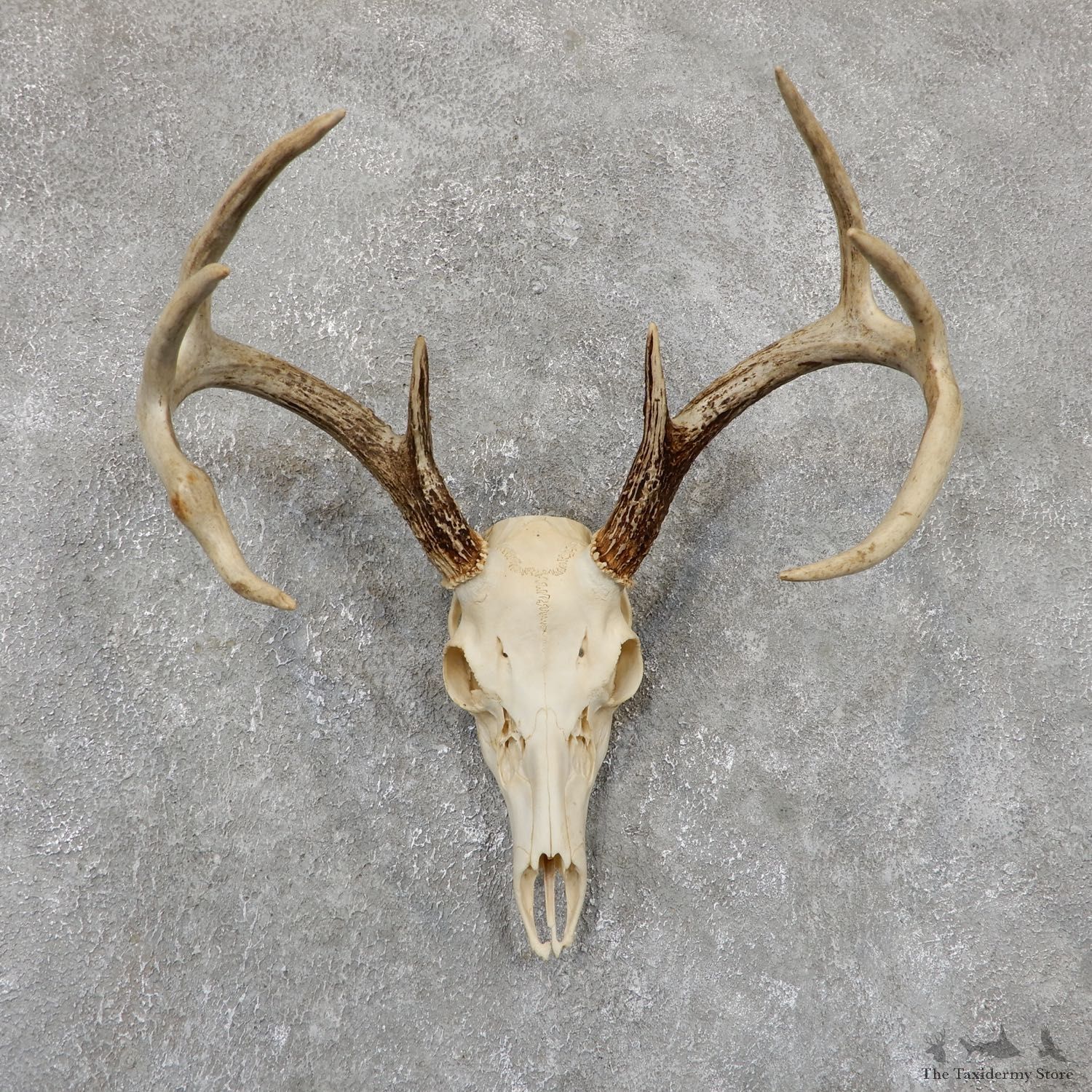 Whitetail Deer Skull European Mount For Sale #19415 @ The Taxidermy Store