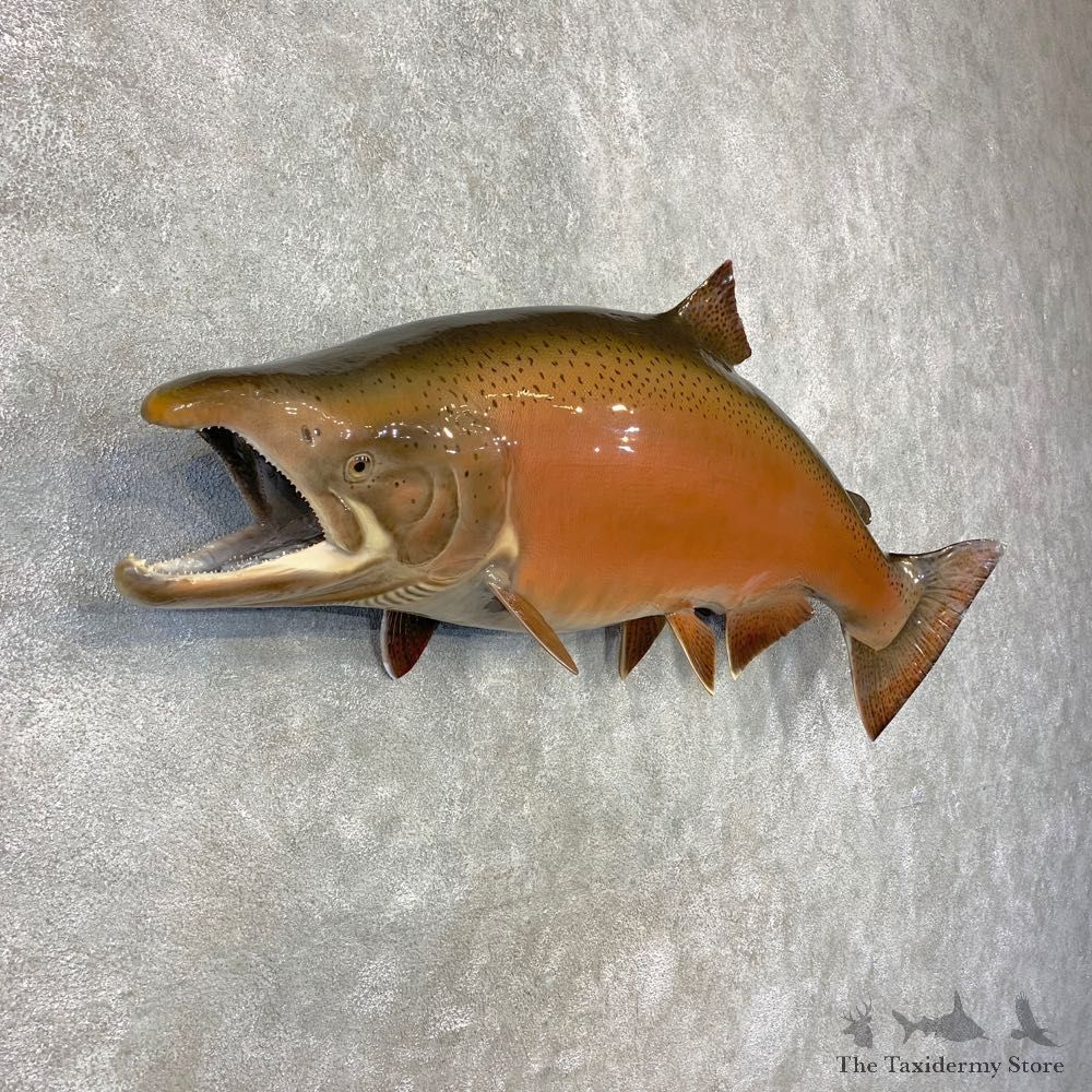 King Salmon Fish Mount For Sale #21610 @ The Taxidermy Store