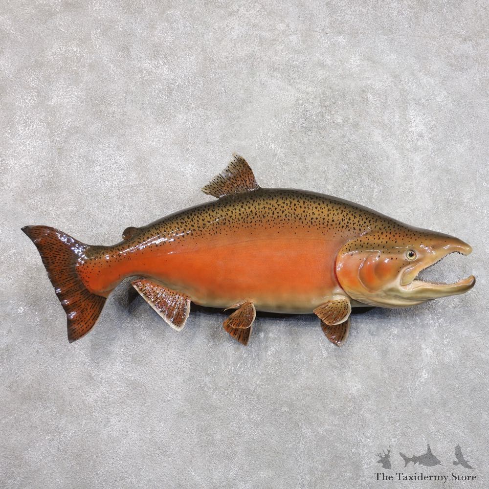 King Salmon Fish Mount For Sale #22283 @ The Taxidermy Store
