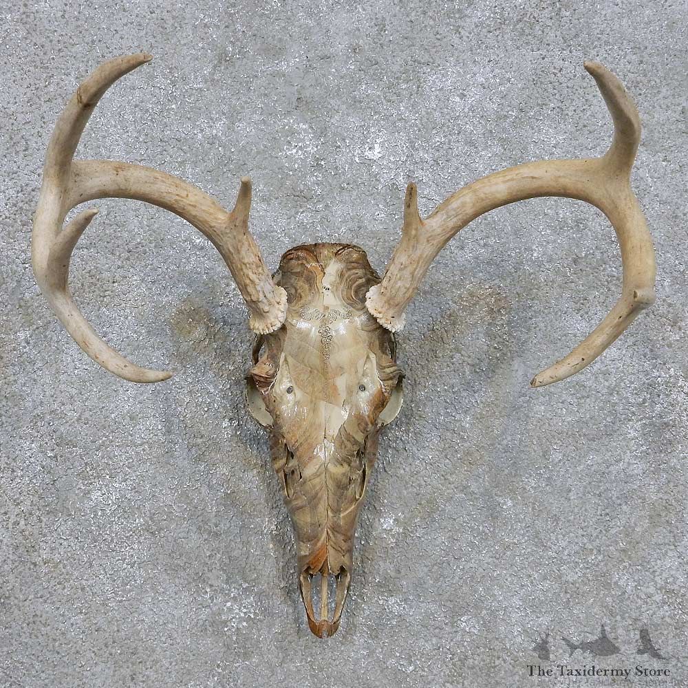 Whitetail Deer Skull Antler European Mount For Sale #14295 @ The Taxidermy Store