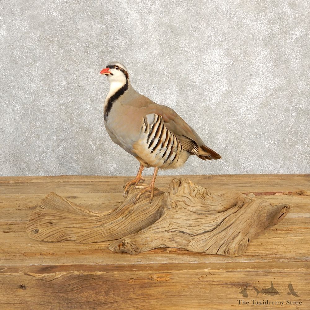 Chukar Taxidermy Mount For Sale #20630 @ The Taxidermy Store