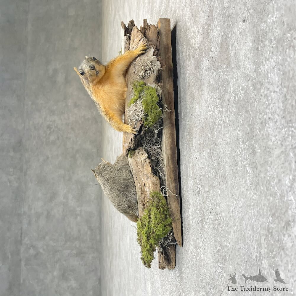 Fox Squirrel Pair Life-Size Mount For Sale #28715 @ The Taxidermy Store