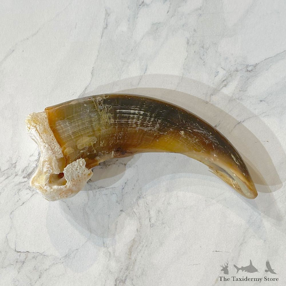 Grizzly Bear Claw For Sale #24903 - The Taxidermy Store