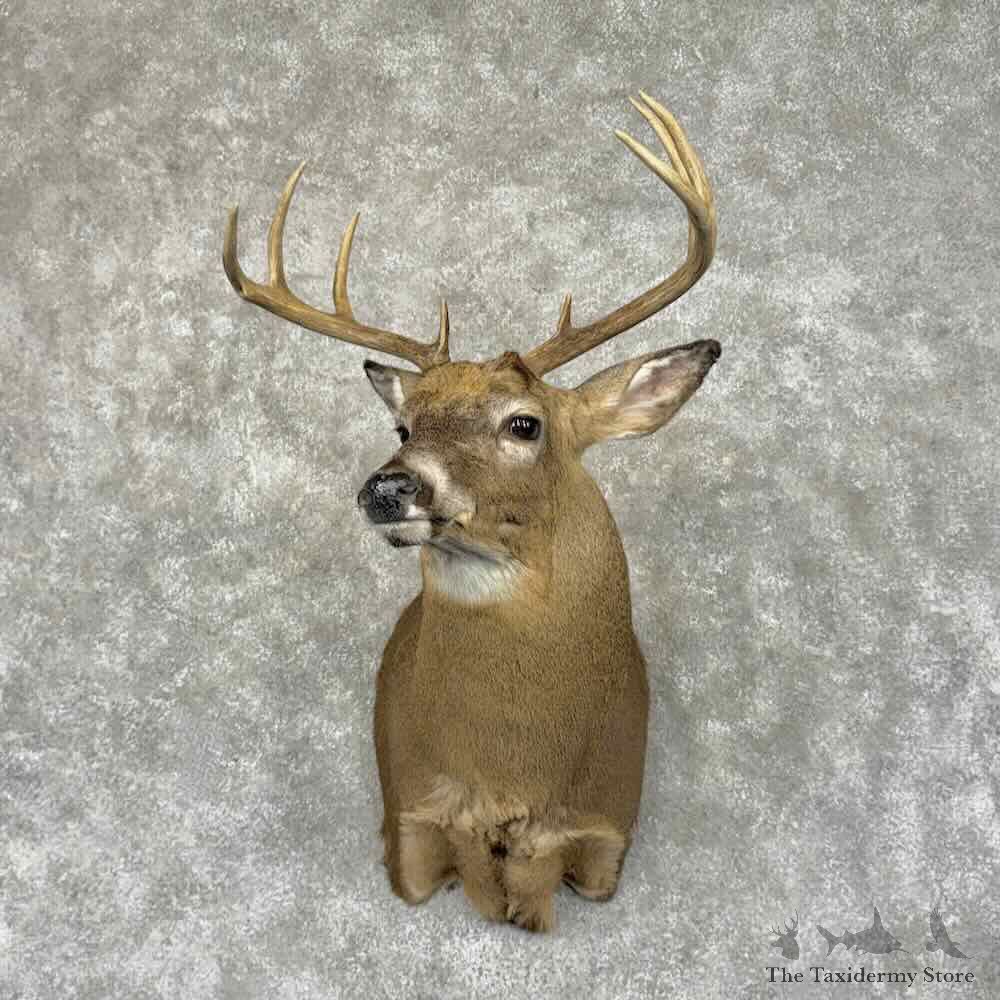 Whitetail Deer Shoulder Mount For Sale #31931 @ The Taxidermy Store