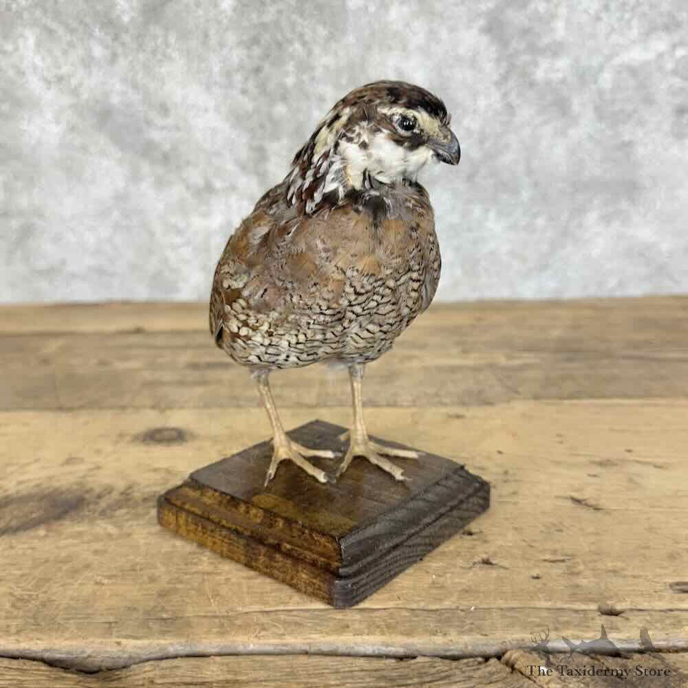 Bobwhite Quail Bird Mount For Sale #31109 @ The Taxidermy Store