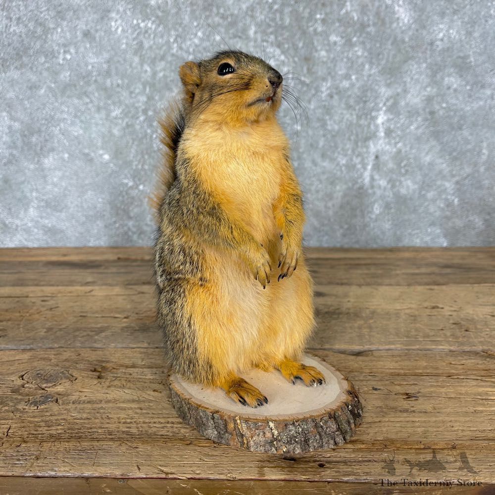 Fox Squirrel Mount For Sale #24423 @ The Taxidermy Store