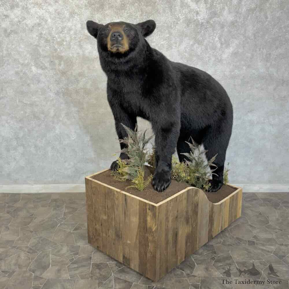Black Bear Life-Size Mount For Sale #30730 @ The Taxidermy Store