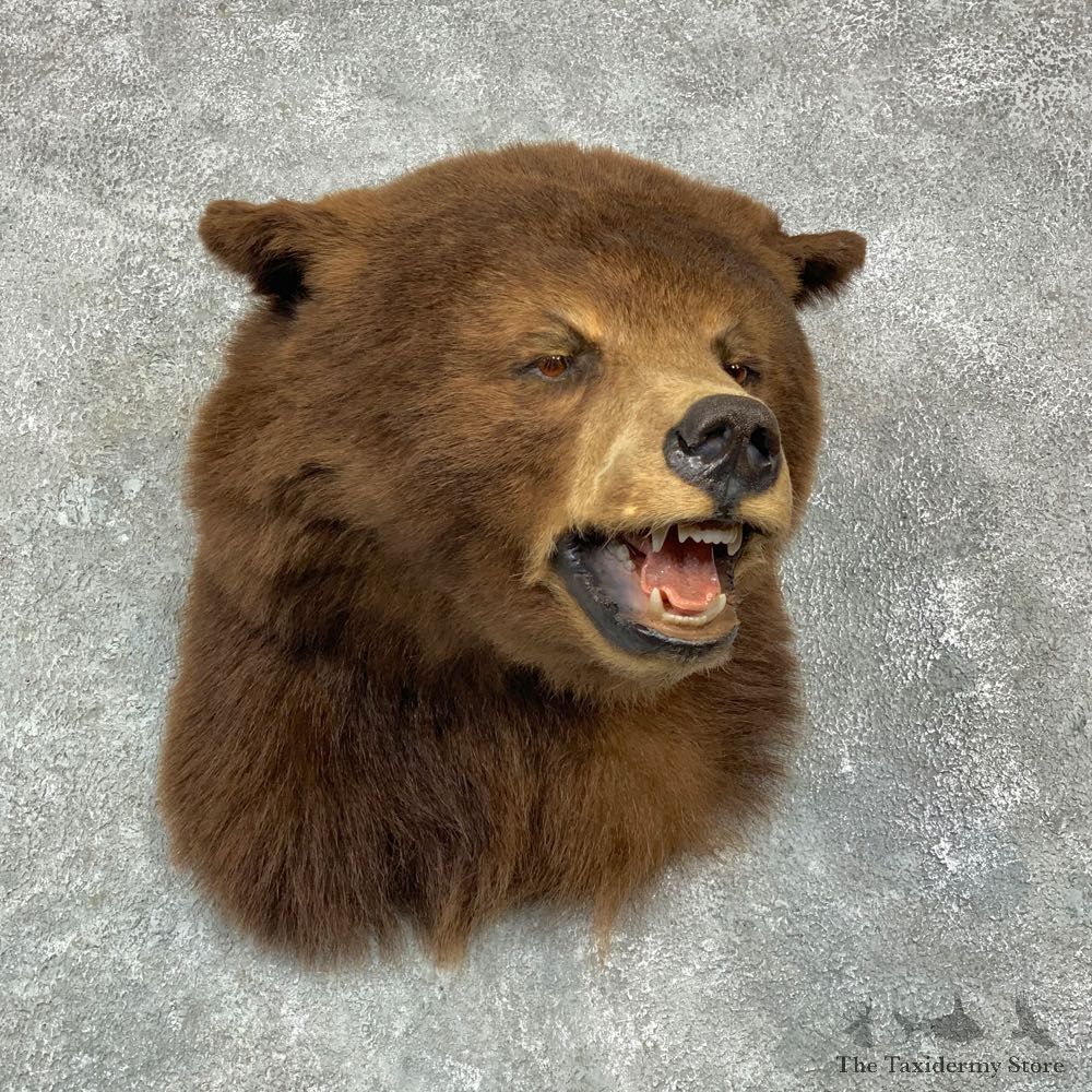 Cinnamon Phase Black Bear Shoulder Mount For Sale #23142 @ The Taxidermy Store