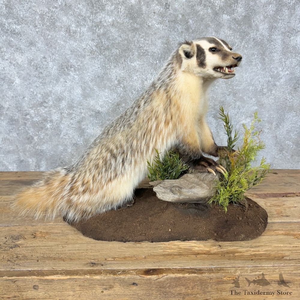 American Badger Life-Size Mount For Sale #29531 @ The Taxidermy Store