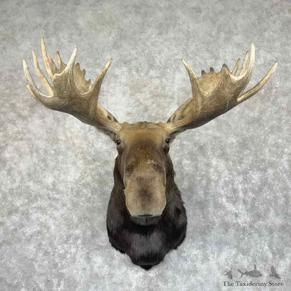 Eastern Canadian (Maine) Moose Shoulder Mount For Sale #31013 @ The Taxidermy Store