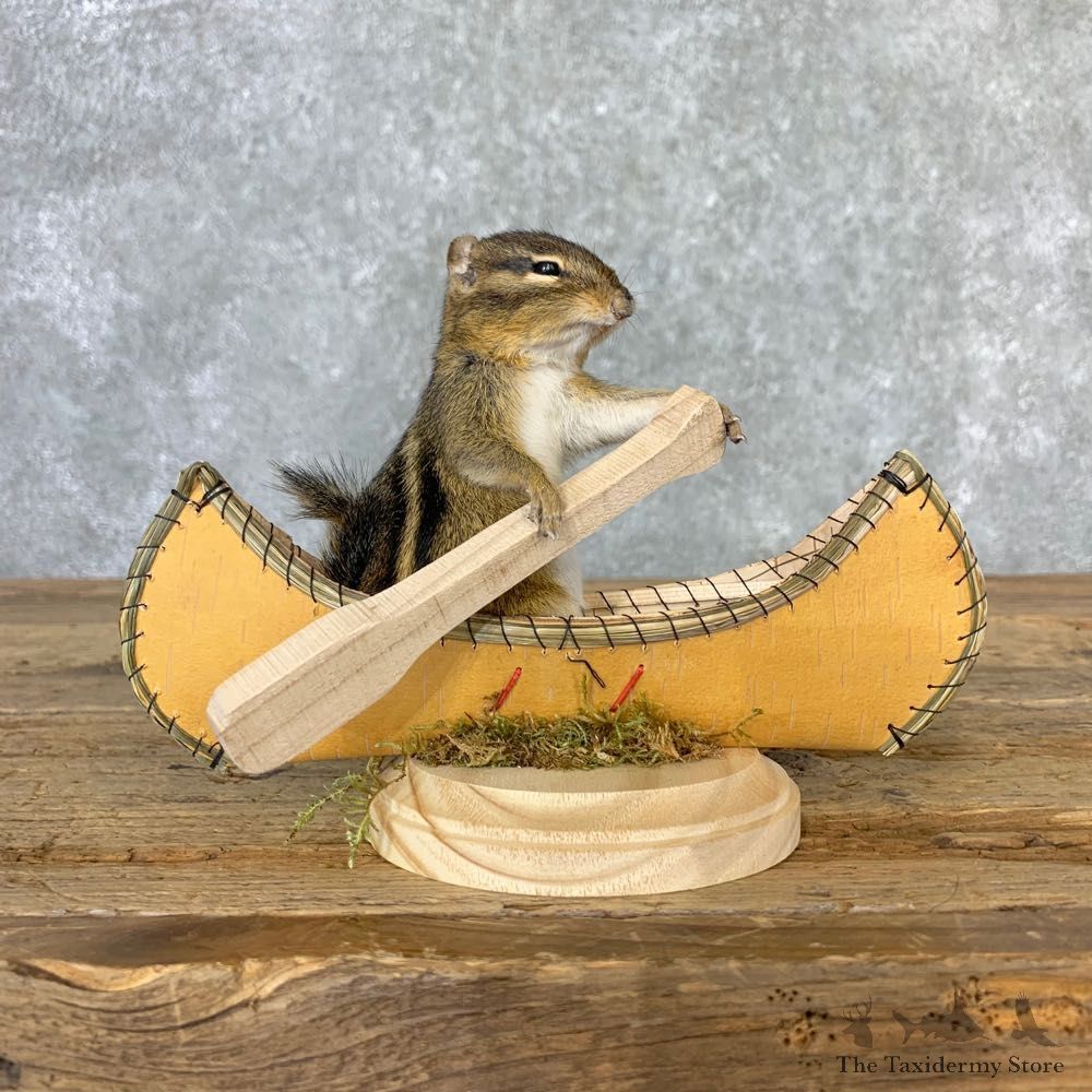 Canoe Chipmunk Novelty Mount For Sale #23248 @ The Taxidermy Store