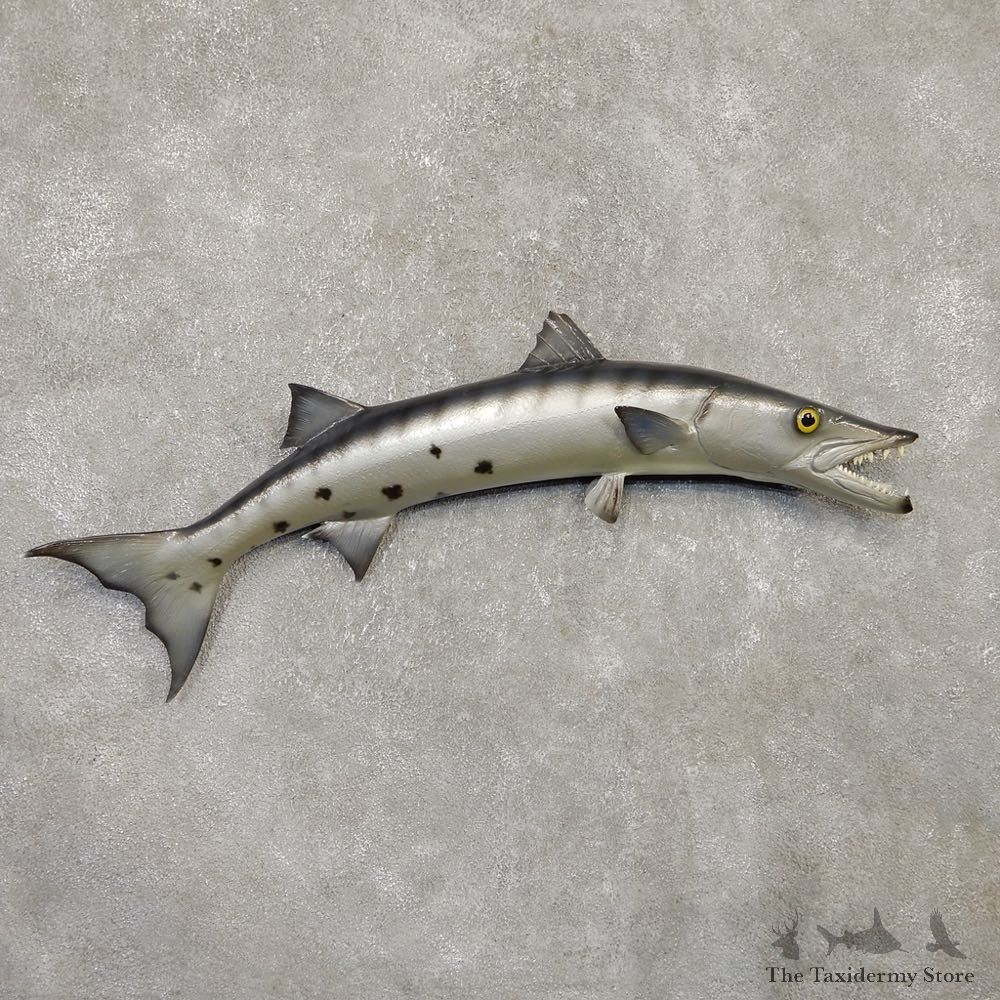 Replica Barracuda Fish Mount #20133 For Sale @ The Taxidermy Store