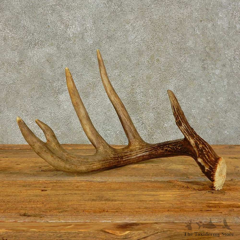 Whitetail Deer Antler Shed For Sale #16433 @ The Taxidermy Store